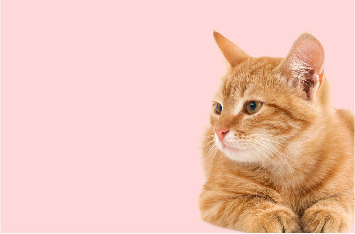 Gut Health Probiotic